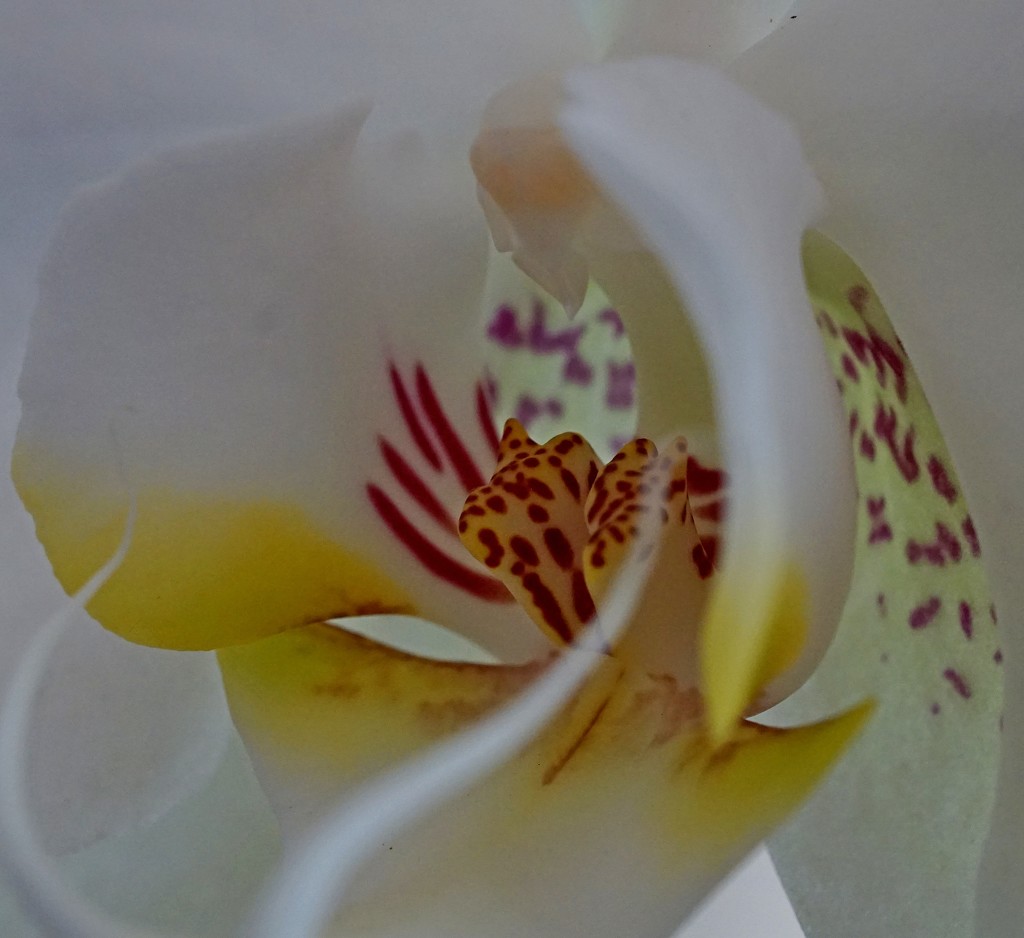 opportunist orchid by quietpurplehaze