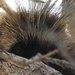 Porcupine, Porcupine, Way up in a Tree . . .  by janeandcharlie
