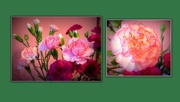 21st Jan 2019 - Carnation collage.