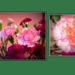 Carnation collage. by grace55