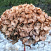 Hydrangea Seed head by frequentframes