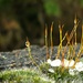 Hail on moss  by countrylassie