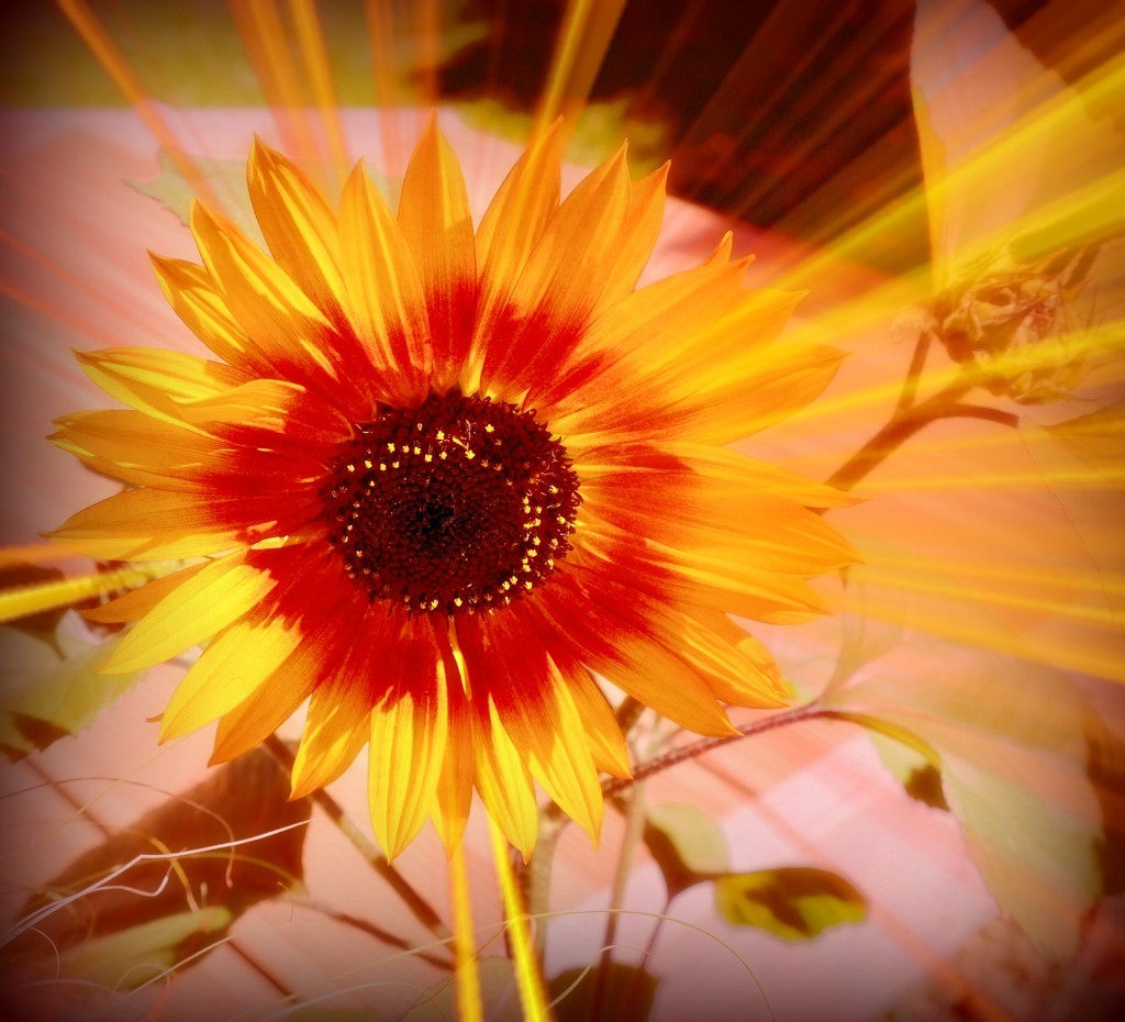 Sunflower's beams by maggiemae