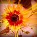 Sunflower's beams by maggiemae