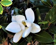 23rd Jan 2019 - Magnolia Flower & A Katydid ~    