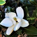 Magnolia Flower & A Katydid ~     by happysnaps