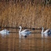 Swan Lake by bizziebeeme