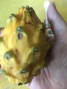 22nd Jan 2019 - Yellow Dragonfruit