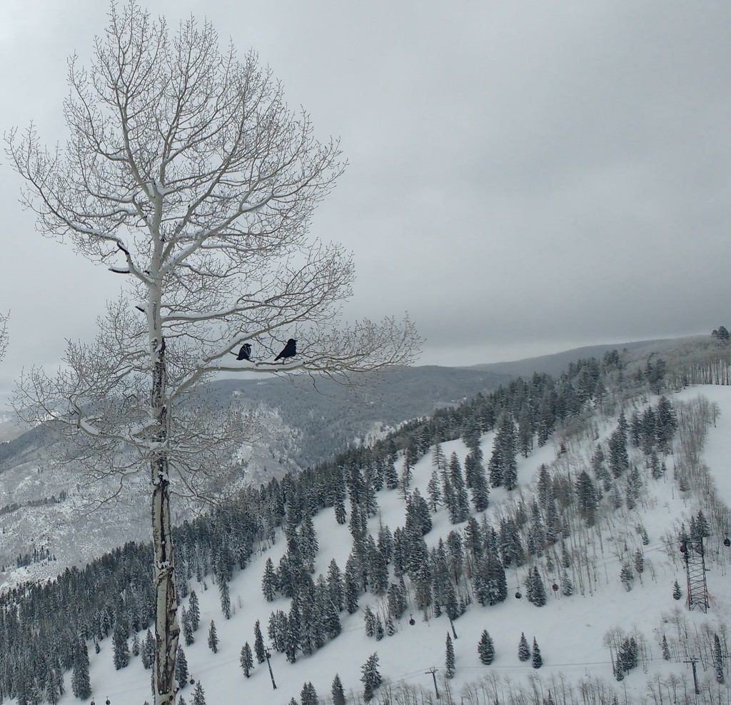 Two rooks and an aspen by tdaug80