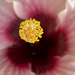 Hibiscus stamen  by sugarmuser