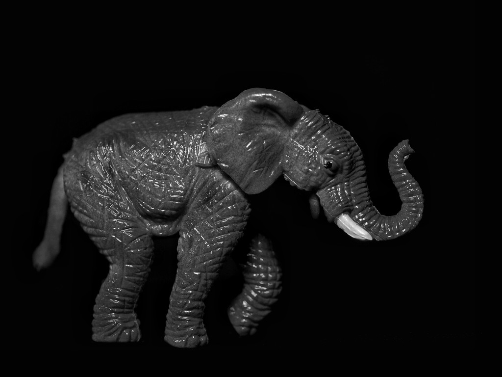 Elephant by ramr