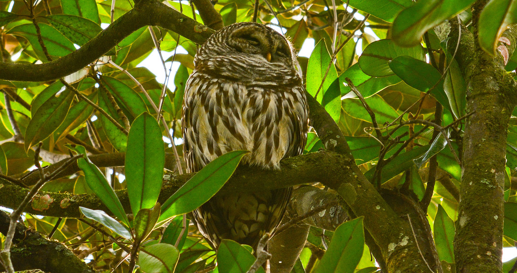 Snoozing Barred Owl! by rickster549