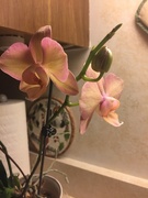 22nd Jan 2019 - Dad’s orchid 