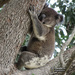 ahhhh me and my tree ... by koalagardens