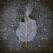 23rd Jan 2019 - Frosty Leaf