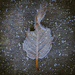 Frosty Leaf by newbank
