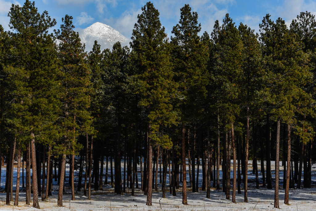 A grove of Ponderosa Pine and a snowy Swan Peak by 365karly1