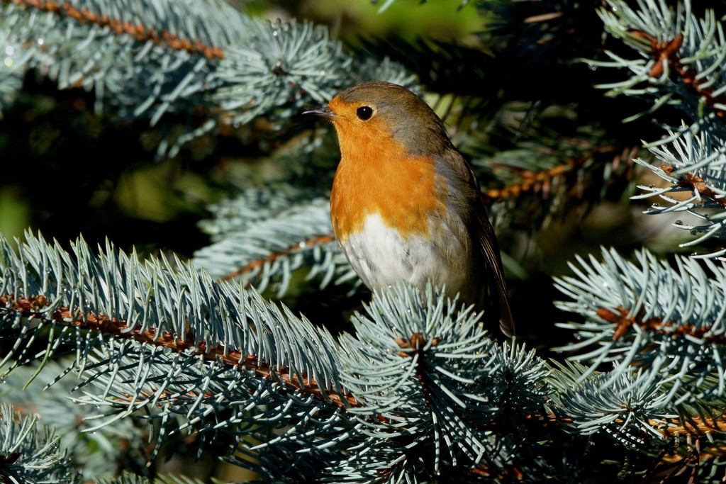 AND A ROBIN IN A FIR TREE  by markp