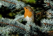 23rd Jan 2019 - AND A ROBIN IN A FIR TREE 