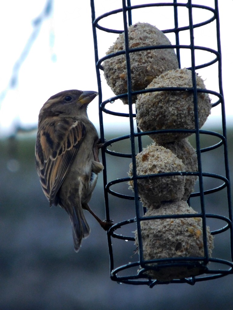 Just a cheeky sparrow so far! by 365anne