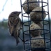 Just a cheeky sparrow so far! by 365anne
