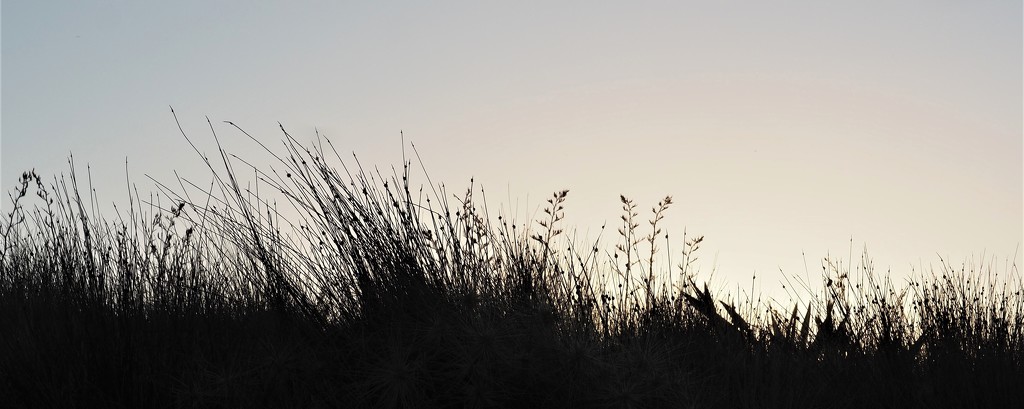 Grasses silhouette by Dawn