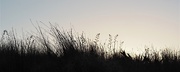24th Jan 2019 - Grasses silhouette