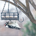 Woodpecker Lunch by gardencat