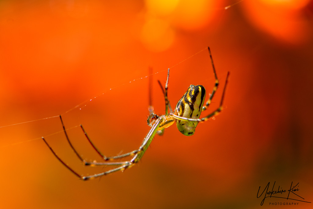 Spider Against the Monbretia by yorkshirekiwi