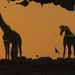 Sunset Giraffes by helenhall