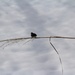 Tightrope Walker by essiesue