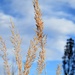 Winter grass by sandlily