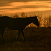 Gold-Rimmed Horse by kareenking