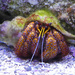 Hermit Crab by onewing