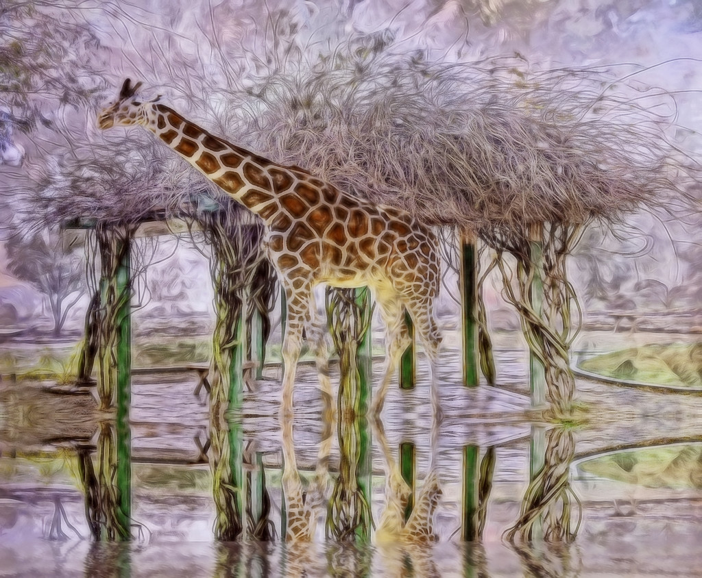 Giraff Standing In Puddle by joysfocus