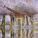 Giraff Standing In Puddle by joysfocus