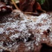 Snowy leaf by mattjcuk