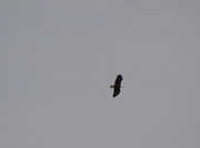 24th Jan 2019 - Bald Eagle In The Bosque