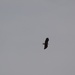 Bald Eagle In The Bosque by bigdad