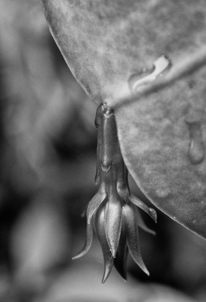 Epiphyllum oxypetalum bud by annied