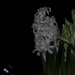 Hyacint by jacqbb