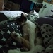 Sleeping cat by nami