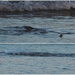Stingrays cruising over the shell fish beds feeding , Tokerau Beach by Dawn