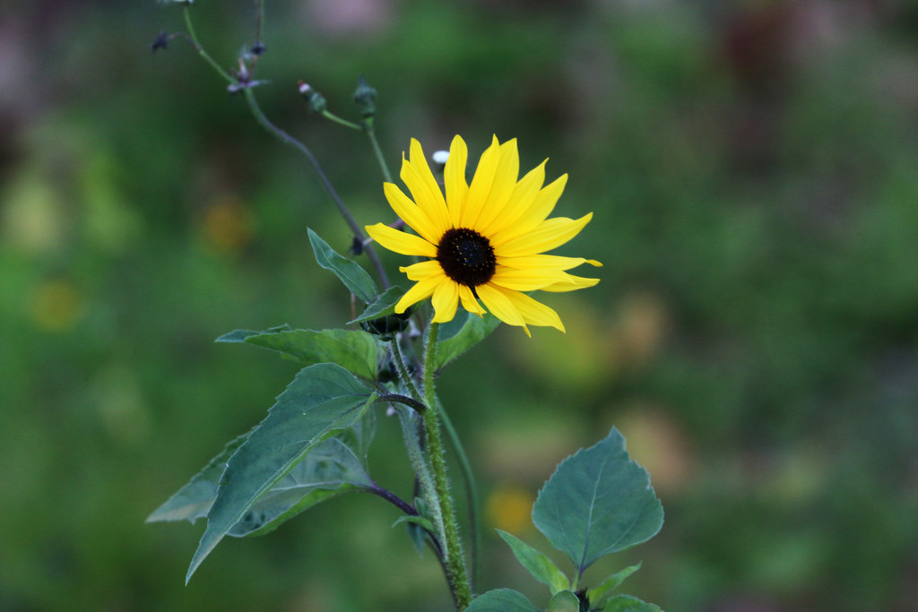 Sunflower by ingrid01