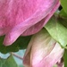 Hellebore Flower Bud by cataylor41