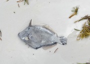 25th Jan 2019 - Dead fish. 