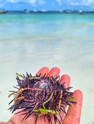25th Jan 2019 - Sea urchin. 