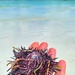 Sea urchin.  by cocobella