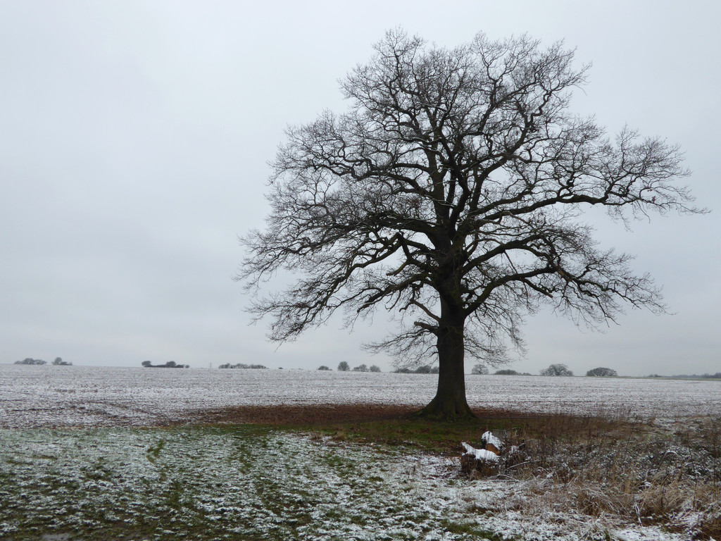Lone tree in the snow by shannejw
