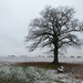 Lone tree in the snow by shannejw